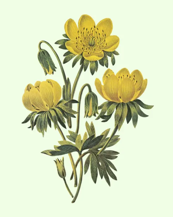 Framed Print : Flowers