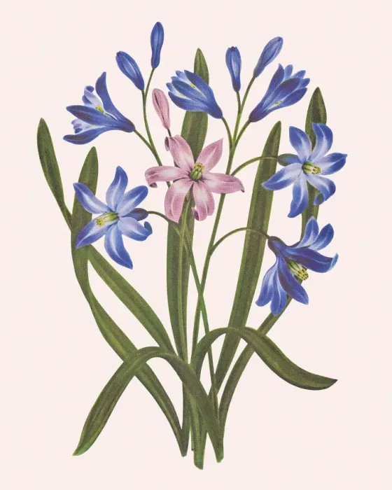 Framed Print : Flowers Framed Print : Flowers