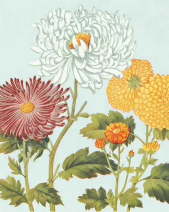 Framed Print : Flowers Framed Print : Flowers