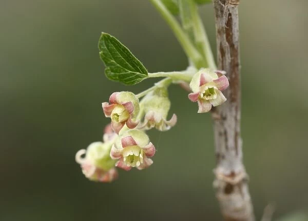 Flowers of the black currant -Ribes nigrum-
