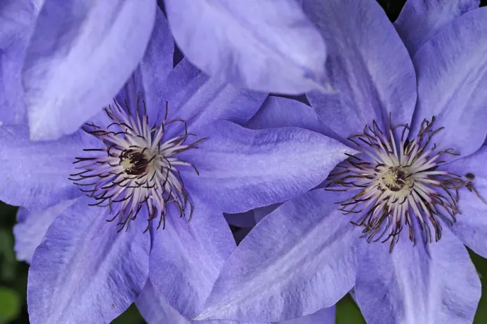 Framed Print : Flowers of a Clematis -Clematis-, hybrid, Bavaria, Germany Framed Print : Flowers of a Clematis -Clematis-, hybrid, Bavaria, Germany
