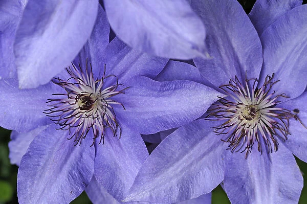 Flowers of a Clematis -Clematis-, hybrid, Bavaria, Germany