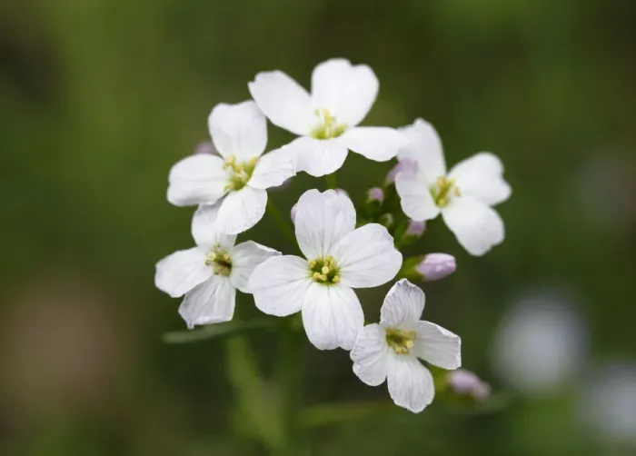 Framed Print : Flowers of the Cuckoo Flower or Ladys Smock -Cardamine pratensis-, medicinal plant Framed Print : Flowers of the Cuckoo Flower or Ladys Smock -Cardamine pratensis-, medicinal plant