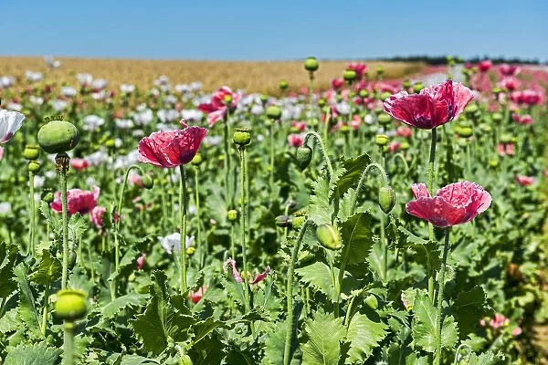 Flowers and flower buds, Opium Poppy -Papaver somniferum-