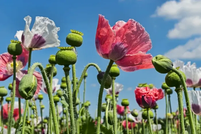 Framed Print : Flowers and flower buds, Opium Poppy -Papaver somniferum- Framed Print : Flowers and flower buds, Opium Poppy -Papaver somniferum-