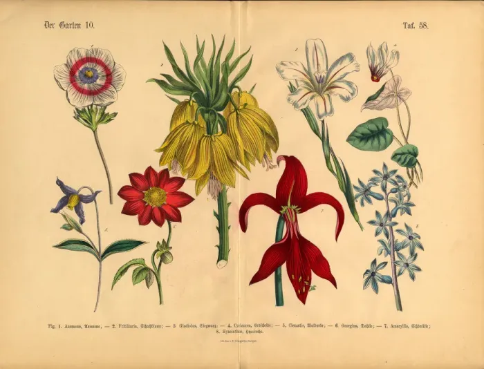 Framed Print : Flowers of the Garden, Victorian Botanical Illustration Framed Print : Flowers of the Garden, Victorian Botanical Illustration