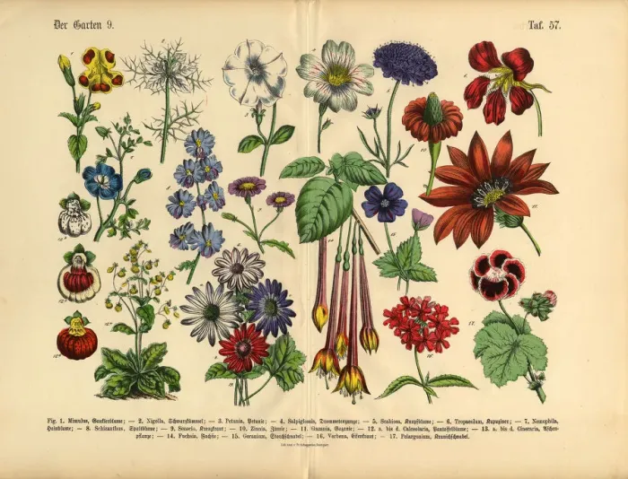 Framed Print : Flowers of the Garden, Victorian Botanical Illustration Framed Print : Flowers of the Garden, Victorian Botanical Illustration