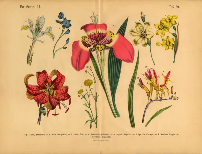 Framed Print : Flowers of the Garden, Victorian Botanical Illustration Framed Print : Flowers of the Garden, Victorian Botanical Illustration