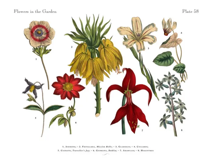 Framed Print : Flowers of the Garden, Victorian Botanical Illustration Framed Print : Flowers of the Garden, Victorian Botanical Illustration