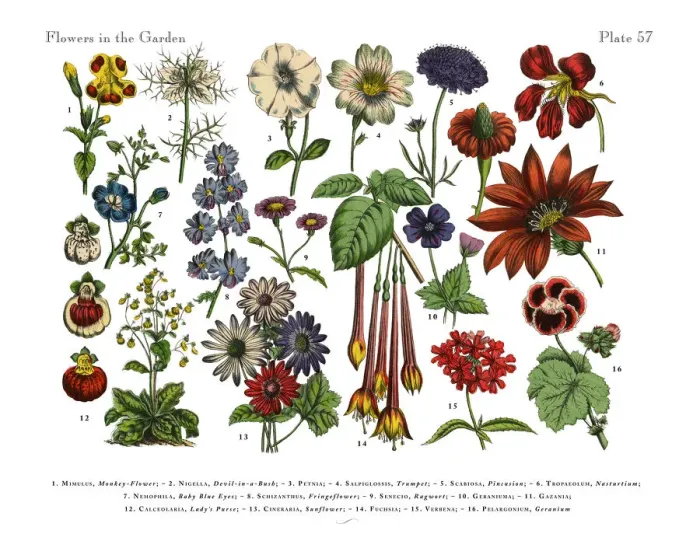 Framed Print : Flowers of the Garden, Victorian Botanical Illustration