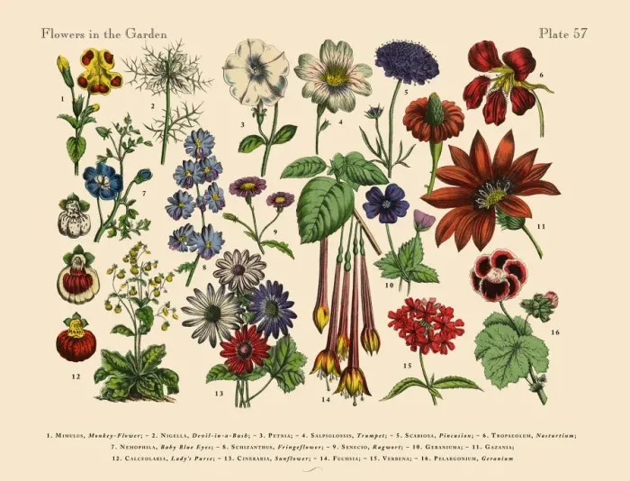 Framed Print : Flowers of the Garden, Victorian Botanical Illustration Framed Print : Flowers of the Garden, Victorian Botanical Illustration