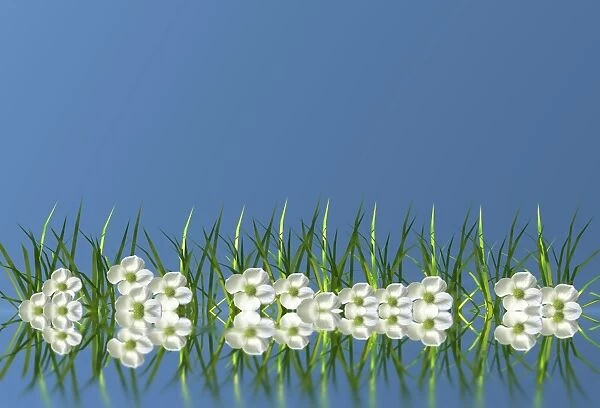 Flowers in the grass, mirroring, 3D graphics