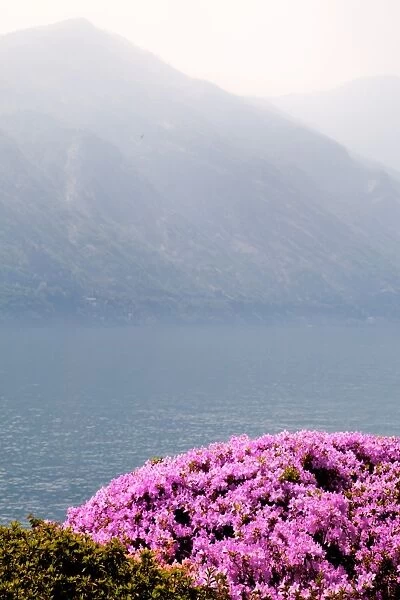 Lake. Flowers with lake and mountain in background, Italy