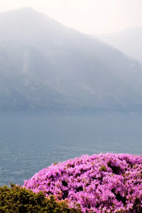 Framed Print : Lake. Flowers with lake and mountain in background, Italy Framed Print : Lake. Flowers with lake and mountain in background, Italy