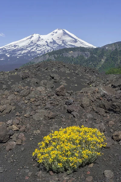 Flowers on a lava field and Llaima volcano, Conguillio National Park, Melipeuco, Araucania Region, Chile