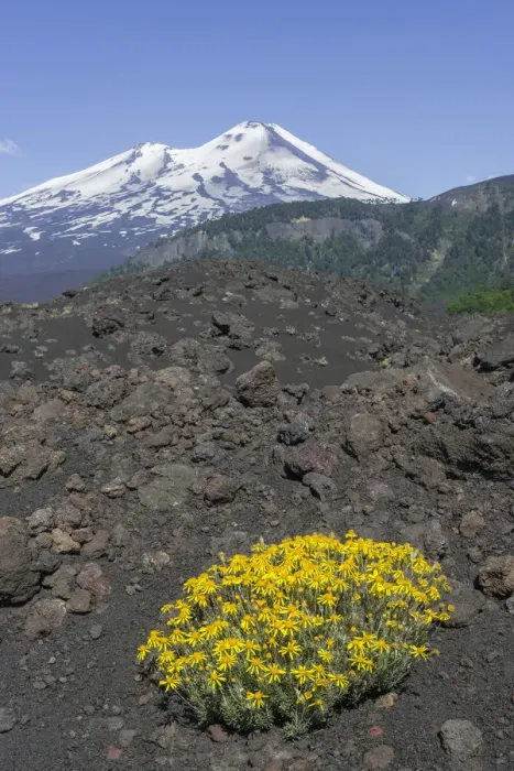 Framed Print : Flowers on a lava field and Llaima volcano, Conguillio National Park, Melipeuco, Araucania Region, Chile Framed Print : Flowers on a lava field and Llaima volcano, Conguillio National Park, Melipeuco, Araucania Region, Chile