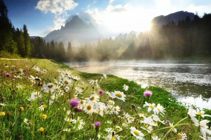 Framed Print : Flowers near Lago di Antorno, Dolomites Framed Print : Flowers near Lago di Antorno, Dolomites