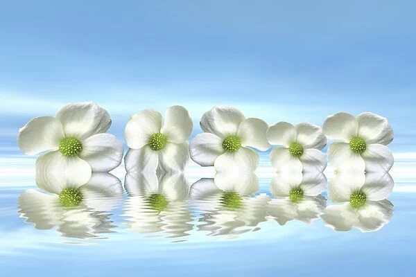 Flowers on the water with mirroring, 3D graphics