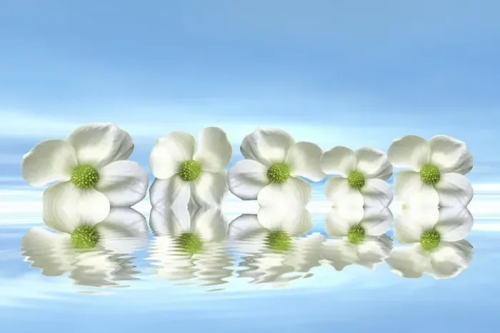 Framed Print : Flowers on the water with mirroring, 3D graphics Framed Print : Flowers on the water with mirroring, 3D graphics