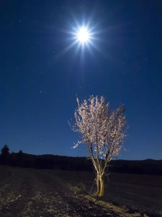 Framed Print : Flowery almond-tree illuminated by the moonlight Framed Print : Flowery almond-tree illuminated by the moonlight
