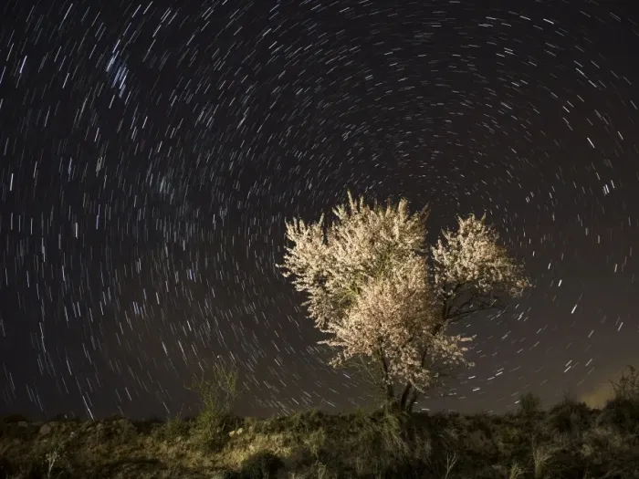 Framed Print : Flowery almond-tree one night of starry spring Framed Print : Flowery almond-tree one night of starry spring