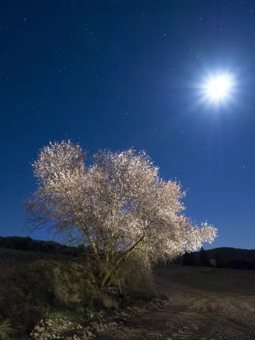Framed Print : Flowery almond-tree at starry night Framed Print : Flowery almond-tree at starry night