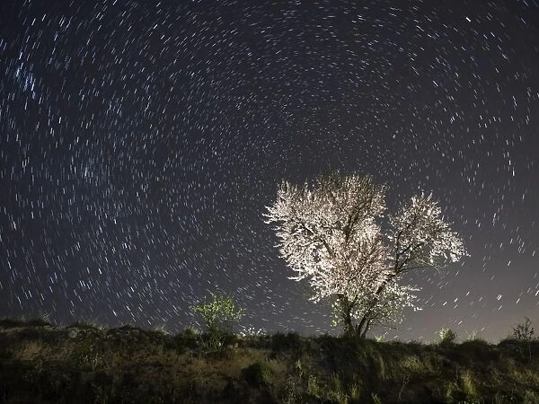 Flowery almond-tree a starry night
