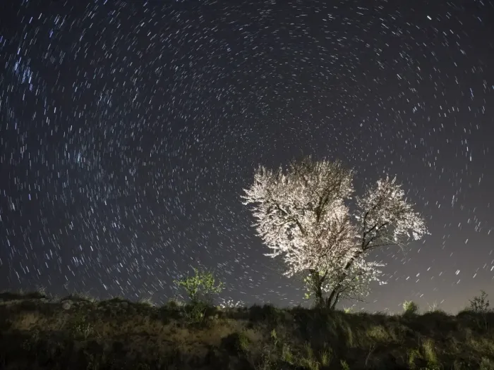 Framed Print : Flowery almond-tree a starry night Framed Print : Flowery almond-tree a starry night