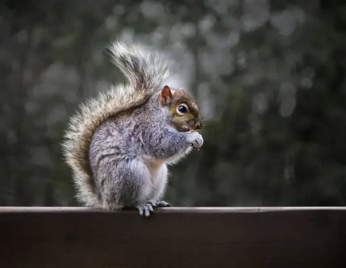 Framed Print : Fluffy gray squirrel Framed Print : Fluffy gray squirrel