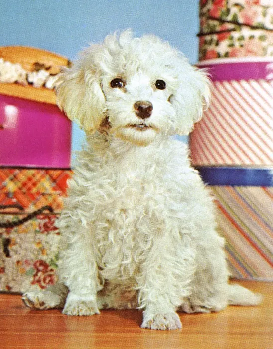 Framed Print : Fluffy White Dog Framed Print : Fluffy White Dog
