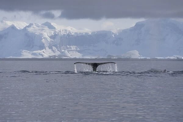 Fluke of a Humpback Whale -Megaptera novaeangliae-, diving, Gerlache Strait, Antarctic Peninsula, Antarctica