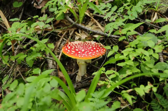 Framed Print : Fly agaric -Amanita muscaria- Framed Print : Fly agaric -Amanita muscaria-