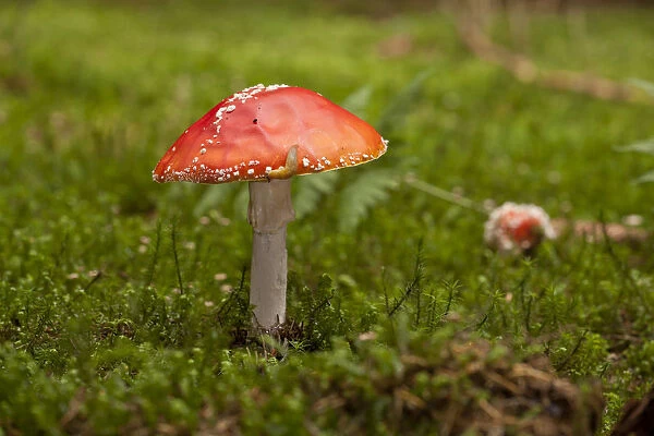 Fly Agaric -Amanita muscaria-, fruiting body between moss, Germany