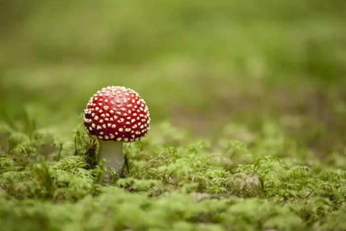 Framed Print : Fly Agaric -Amanita muscaria-, fruiting body between moss, Germany Framed Print : Fly Agaric -Amanita muscaria-, fruiting body between moss, Germany