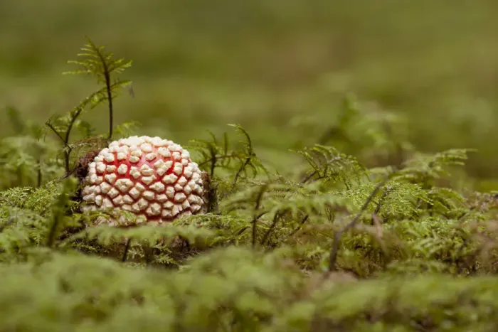 Framed Print : Fly Agaric -Amanita muscaria-, fruiting body between moss, Germany Framed Print : Fly Agaric -Amanita muscaria-, fruiting body between moss, Germany