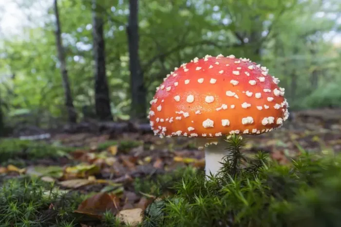 Framed Print : Fly agaric (Amanita muscaria), mushrooms, Hesse, Germany