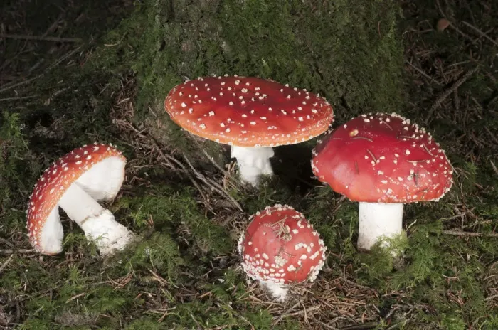 Framed Print : Fly Agaric -Amanita muscaria-, Untergroeningen, Baden-Wuerttemberg, Germany, Europe