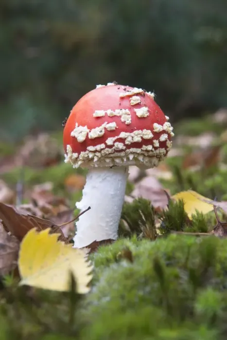 Framed Print : Fly agaric or fly amanita (Amanita muscaria) amongst moss, Emsland, Lower Saxony, Germany