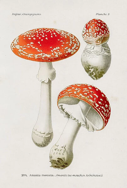 Fly agaric mushroom 1891