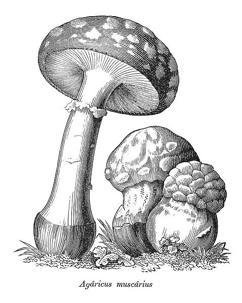 Fly agaric mushroom illustration 1880