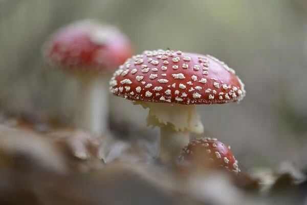 Fly Agaric mushrooms -Amanita muscaria-, Emsland, Lower Saxony, Germany