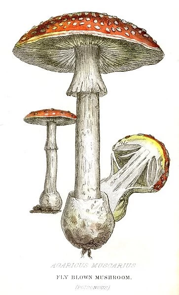 Fly blown mushroom botanical engraving 1857