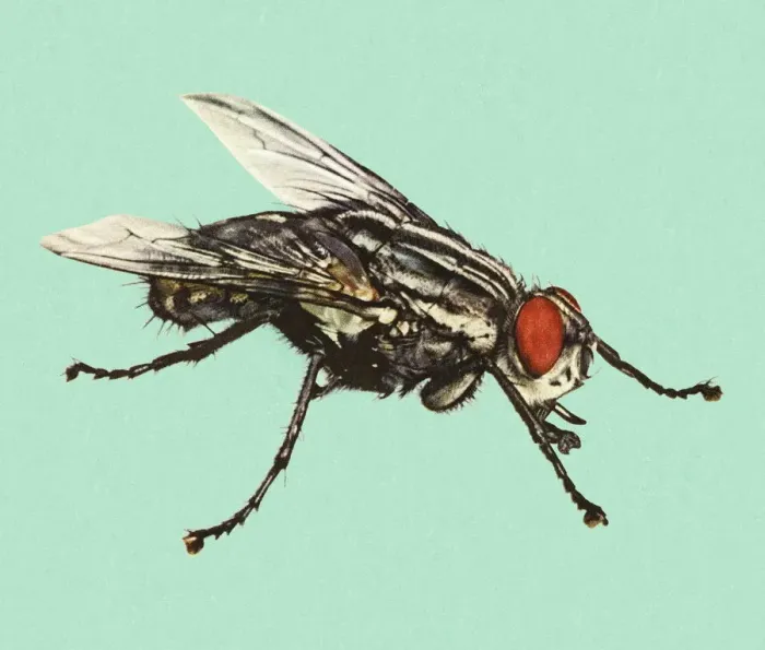 Framed Print : Fly on a Blue Background Framed Print : Fly on a Blue Background