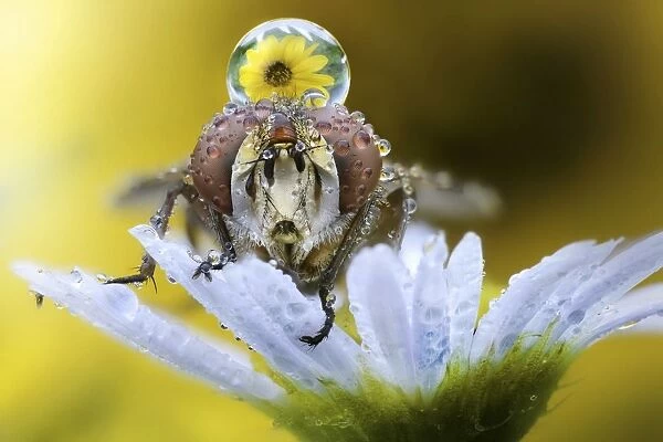 Fly on daisy with dew drop on its head