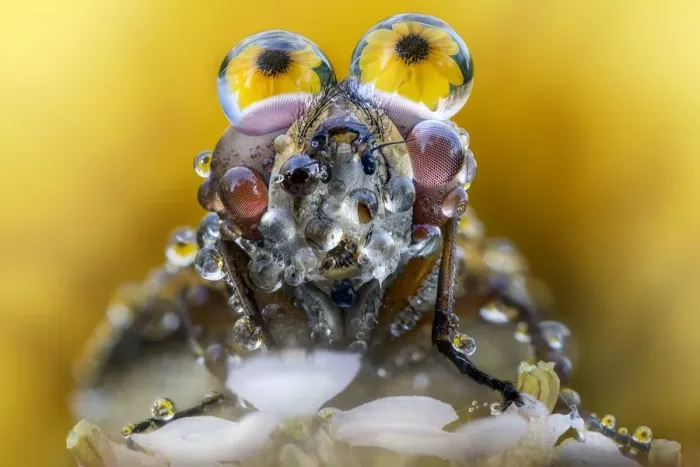 Framed Print : Fly with dew drops on eyes Framed Print : Fly with dew drops on eyes