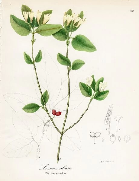 Fly Honeysuckle botanical engraving 1843