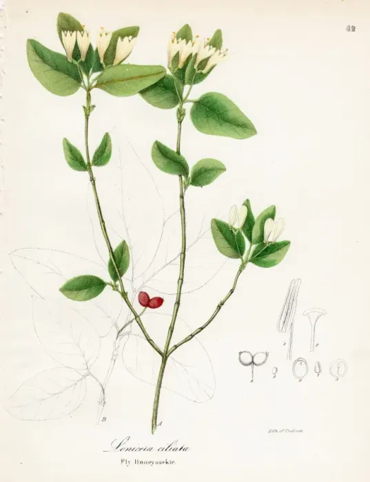 Framed Print : Fly Honeysuckle botanical engraving 1843 Framed Print : Fly Honeysuckle botanical engraving 1843