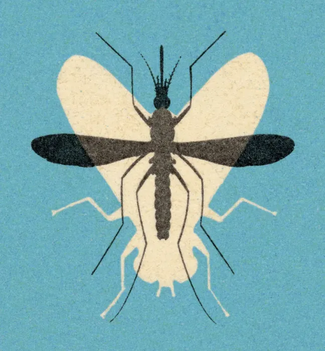 Framed Print : Fly and Mosquito Framed Print : Fly and Mosquito