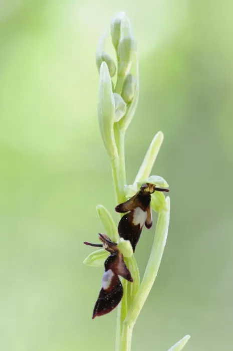 Framed Print : Fly Orchid -Ophrys insectifera- Framed Print : Fly Orchid -Ophrys insectifera-