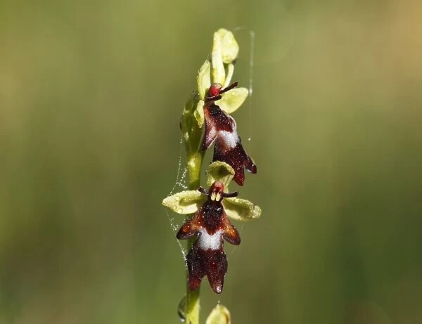 Fly Orchid (Ophrys insectifera), Isar river flood plains, Upper Bavaria, Bavaria, Germany, Europe